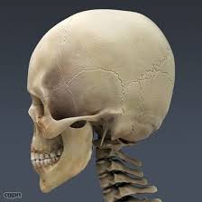 Human Skeleton Maya Rigged 3d Model Human Skeleton Skull Human