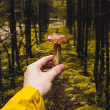 As a gardening enthusiast or someone who loves. Experts Call This Mushroom Identifying App Potentially Deadly