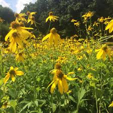 Image result for Rudbeckia laciniata
