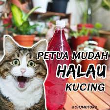 Kebanyakan kucing tidak menyukai bau ubat gegat yang kuat dan menyakitkan hidung. Motor Selalu Kena Cakar Dengan Kucing Azimmotors Murah Facebook
