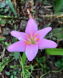 Image result for Zephyranthes minuta