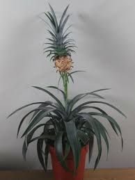 Ananas Comosus Champaca Has Sword Like Spiny Green Leaves Held In A Dense Rosette Ananas Plantopedia Flow Plants Planting Flowers Pineapple Planting