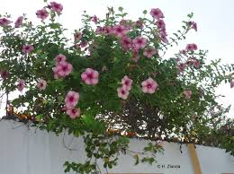 Image result for Coleotrype laurentii