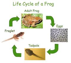 Image result for lifecycle of a frog