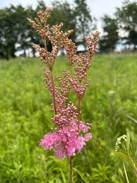 Image result for Faurea rubriflora