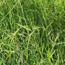 Image result for Aristida stipoides
