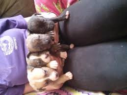 I can't keep these in stock! American Pit Bull Terrier Puppies For Sale Rochester Ny 128499