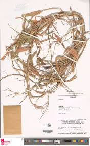 Image result for Acroceras zizanioides