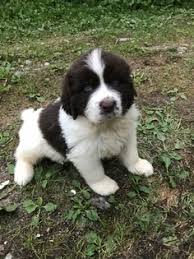 Explore 9 listings for newfoundland puppies for sale uk at best prices. View Ad Newfoundland Puppy For Sale Near Maine Saco Usa Adn 86877