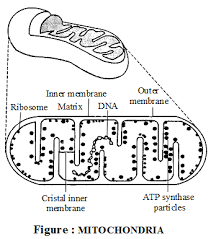 What Is The Structure And Function Of Mitochondria A Plus Topper