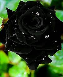 Pin On Roze