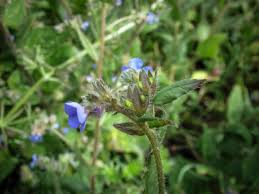 Image result for Anchusa capensis