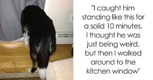 Cute and funny pet photos of dogs cats kittens puppies and other pets at dailypets is proudly powered by wordpress entries rss and comments rss. 228 Funny And Cute Dog Snapchats That Will Make Your Day New Pics Bored Panda