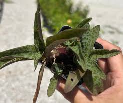 Image result for Ledebouria cordifolia