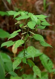 Image result for Acalypha ornata