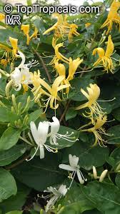 Image result for Lonicera