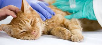 How to tell if your cat has diabetes. Guide To A Diabetic Cat What You Need To Know To Effectively Care For Your Cat