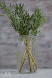 Image result for rosemary cuttings