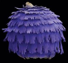 Amazing Close Ups Of Seeds Seeds Microscopic Photography Microscopic