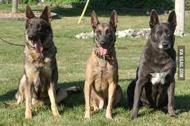 Dutch shepherd and belgian malinois. A German Shepherd A Belgian Malinois Or A Dutch Shepherd Make Your Choice 9gag