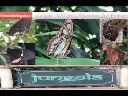 Schmetterlingshaus Jungola Im Wildlands Adventure Zoo Emmen Christmas Ornaments Holiday Decor Zoo