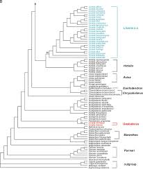 Image result for Hirtella zanzibarica