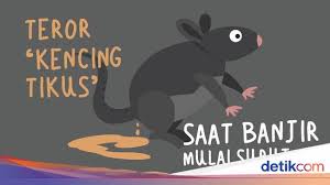 Download ancaman kencing tikus app directly without a google account, no registration, no login. Teror Leptospirosis Kencing Tikus Saat Banjir Mulai Surut