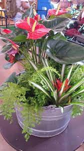 Antorium Anthurium Plant Flowers Beautiful Gardens
