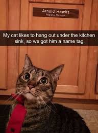 30 Cats On Snapchat Cute Funny Animals Funny Cat Pictures Funny Animal Pictures