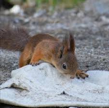 Pin Von Anely Mp Auf Belochki In 2020 Tiere Eichhornchen Tierbilder
