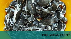 By department of marine park malaysia. Looking Out For Malaysia S Marine Resources The Asean Post