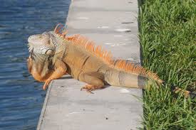 Check spelling or type a new query. Invasive Iguanas On The Run From Florida Fish And Wildlife In South Florida