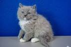 Ragdoll Kittens for Sale - Adoptapet