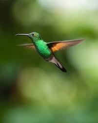 Ruth Ankney Obituary