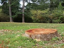 Because the absent tree often opens up an area to allow more sunlight, you may find new sunny growing options for this space. Gardening Tips 9 Tricks For Tree Stumps Millcreek Gardens