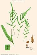 Image result for Polyphlebium borbonicum