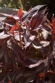 Most varieties of dianthus are showy flowers on the ends of erect stems. Persicaria Microcephala Red Dragon From Secret Garden Growers Red Dragon Sun Garden Tiny White Flowers