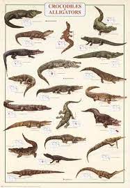jacares e crocodilos gercekci cizimler tarih oncesi hayvan