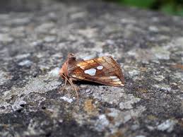 Image result for Plusia putnami