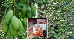Manfaat ajinomoto untuk tanaman yaitu membuat proses pertumbuhan tanaman menjadi lebih cepat, daun menjadi lebih cepat menghijau, dan batang. Diy Baja Dari Serbuk Msg Supaya Pokok Berbunga Berbuah Lebat Besar Vanilla Kismis