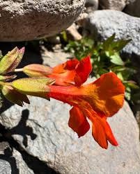 Image result for Tephrosia muenzneri