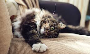 I get it though.cats need to scratch. What To Do When Kitty Claws At The Furniture Nutrisource Pet Foods