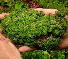 Lumut Daun Ciri Ciri Dan Jenis Tanaman Lumut