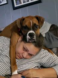 Rescued boxer with vision and neurological issues