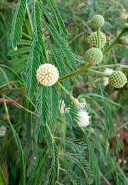 Image result for Leucaena