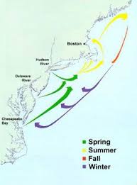 Species Profiles Striped Bass Striper Fishing Striped Bass Inshore Fishing