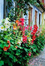 Hollyhock Color Combo Cottage Garden Hollyhocks Flowers Beautiful Gardens