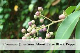 Image result for Embelia ruminata