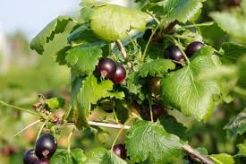 Image result for jostaberry