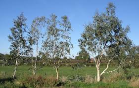 Sweet gum, (genus liquidambar), sometimes spelled sweetgum, genus of 15 species of deciduous trees, the only genus of the family altingiaceae. Eucalyptus Tree Plants When How To Prune Eucalyptus Tree
